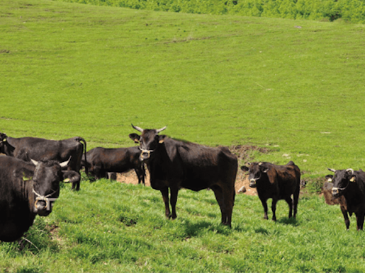 産地限定黒毛和牛