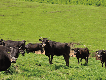 産地限定黒毛和牛